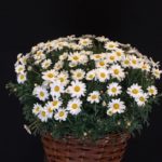 MargeritteIMG_7392